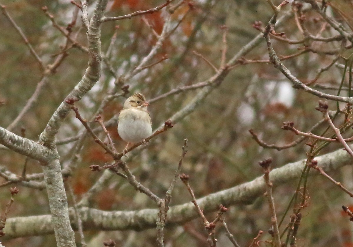 Clay-colored Sparrow - ML403023681