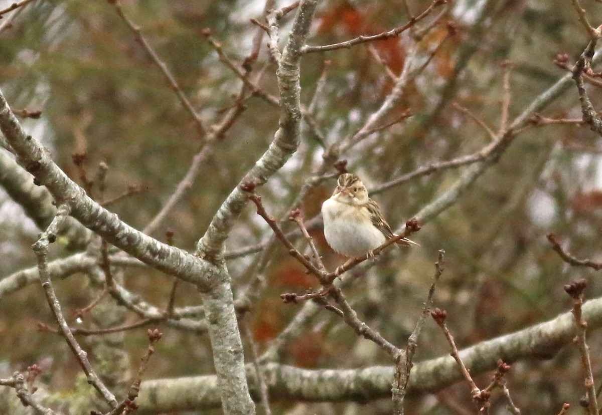 Clay-colored Sparrow - ML403023691