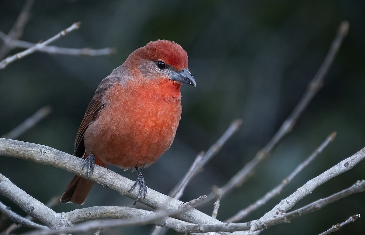 Hepatic Tanager - ML403037141