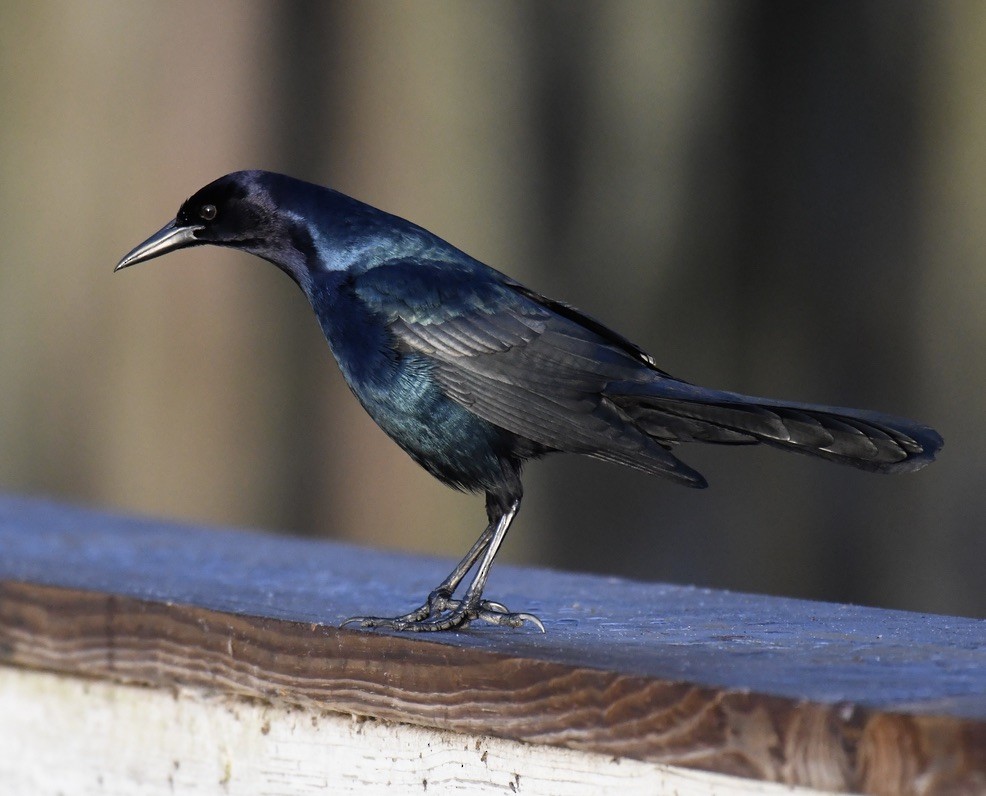 Boat-tailed Grackle - Jose-Miguel Ponciano