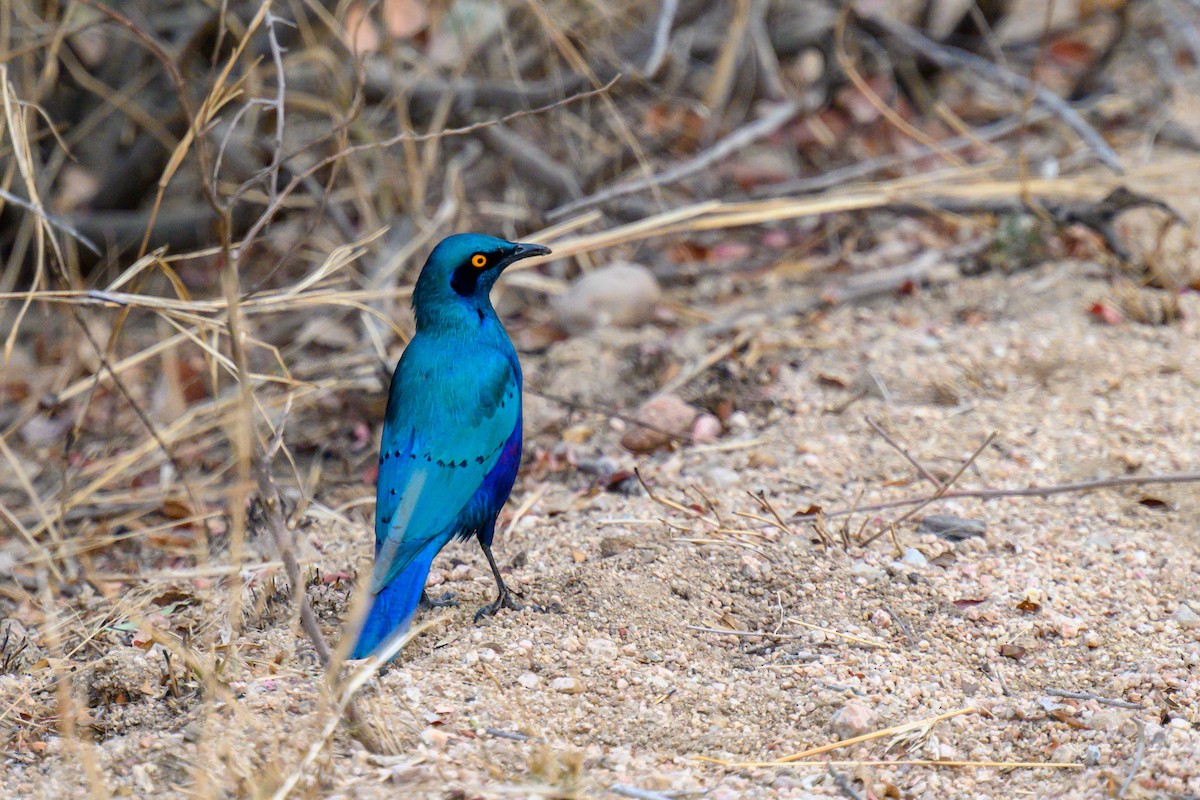 Greater Blue-eared Starling - ML403045011