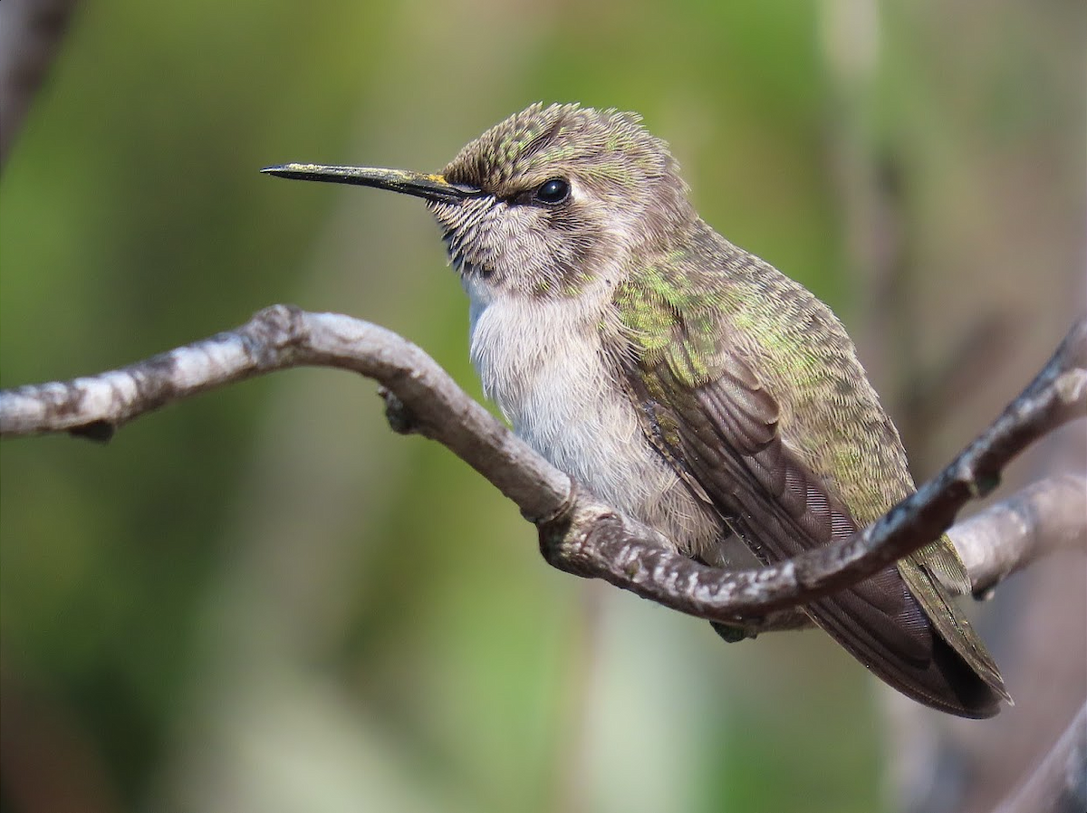 Costa's Hummingbird - ML403046591