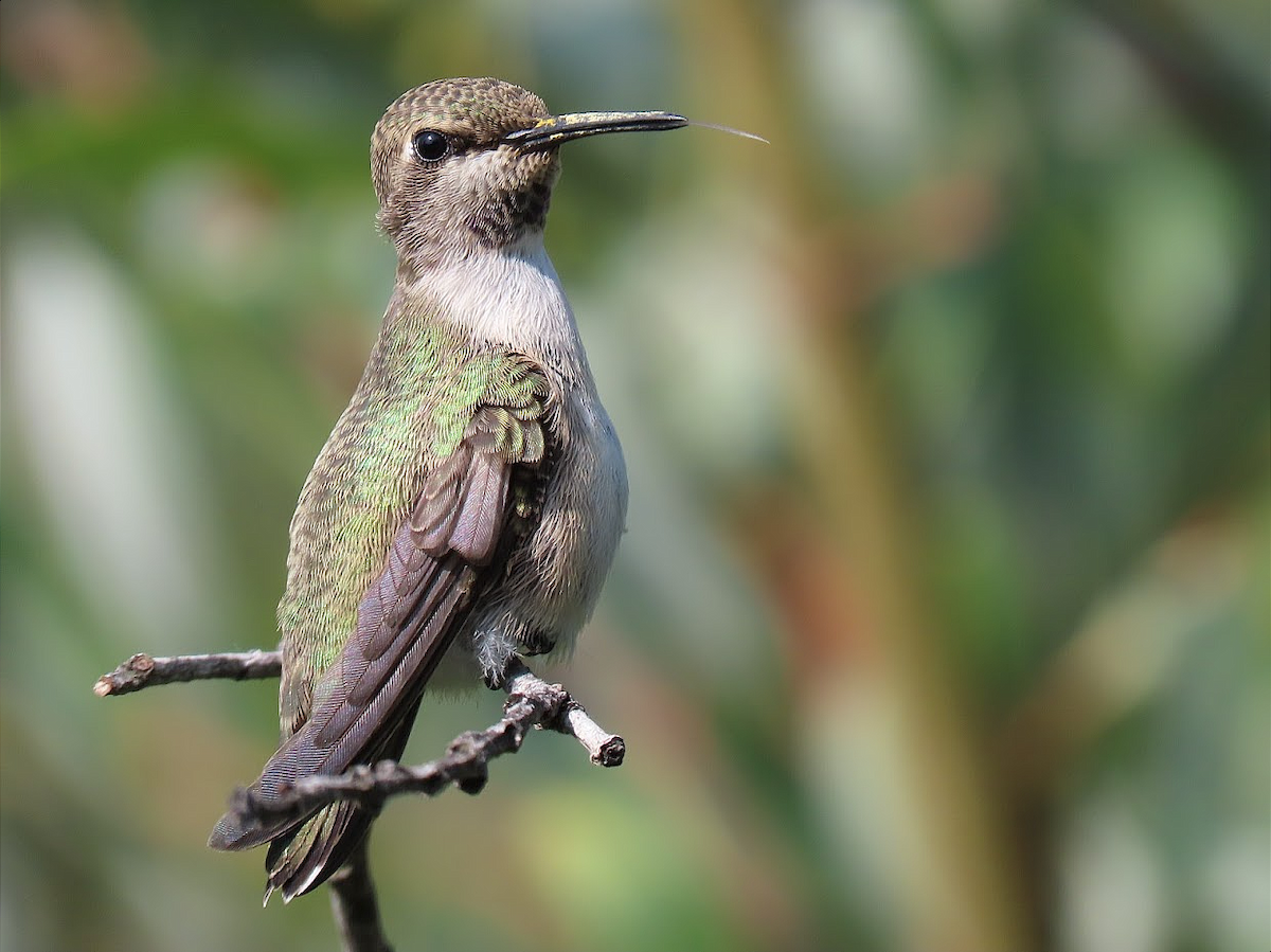 Costa's Hummingbird - ML403047321