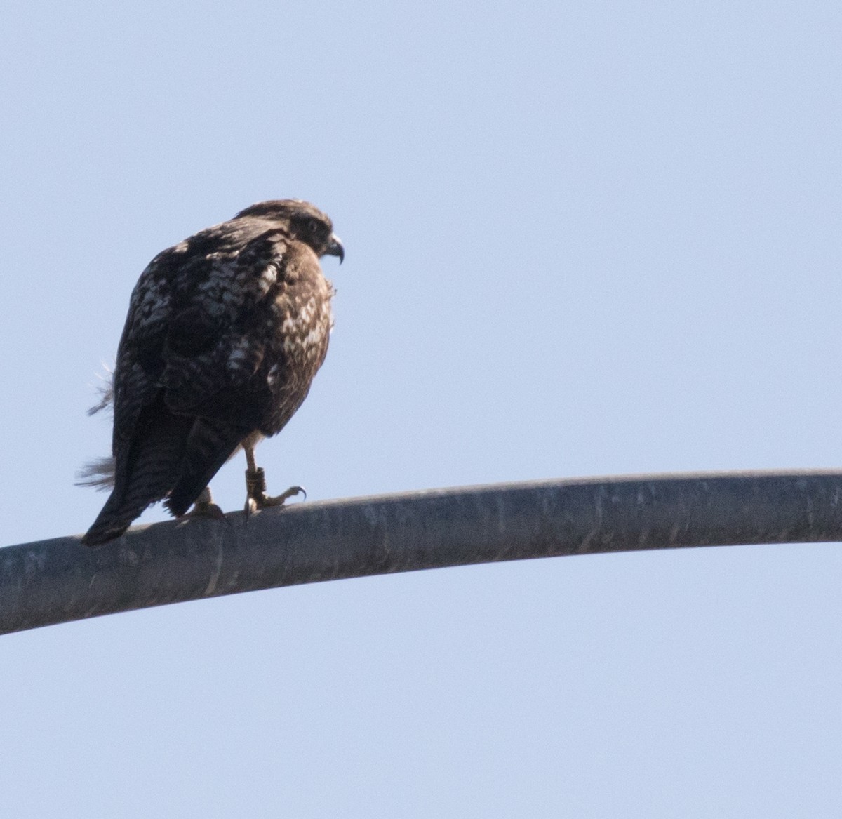 Red-tailed Hawk - ML40305371
