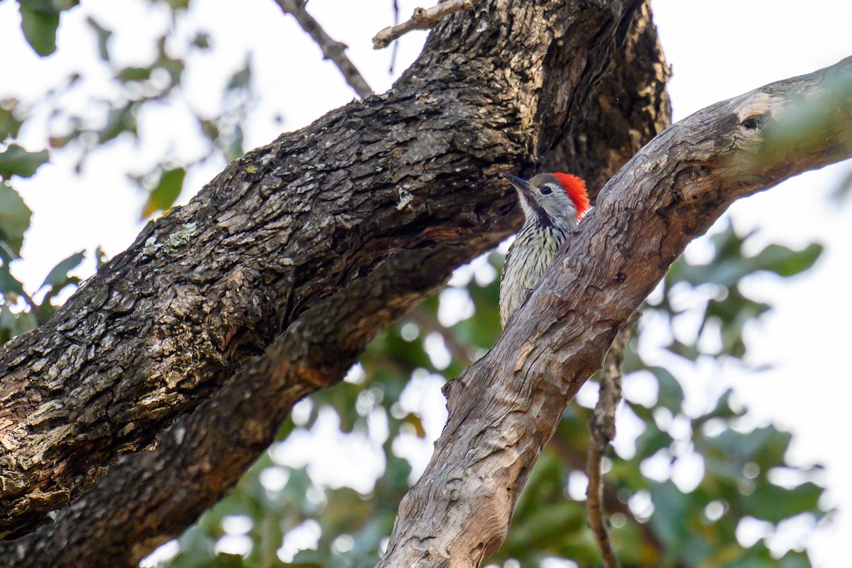 Cardinal Woodpecker - ML403054371