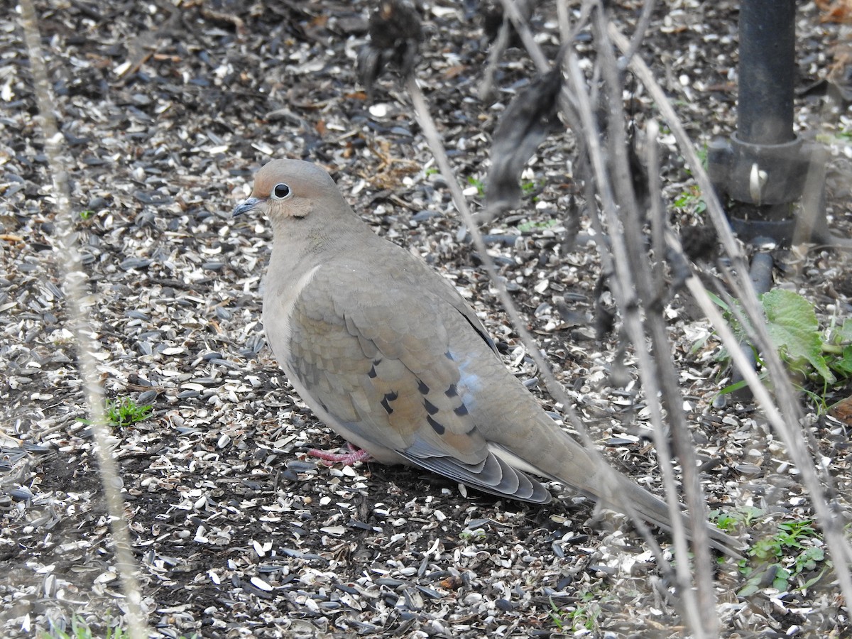 Mourning Dove - Laura Tappan