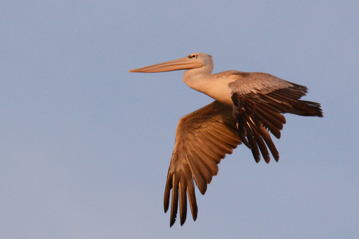 Pink-backed Pelican - ML403058861