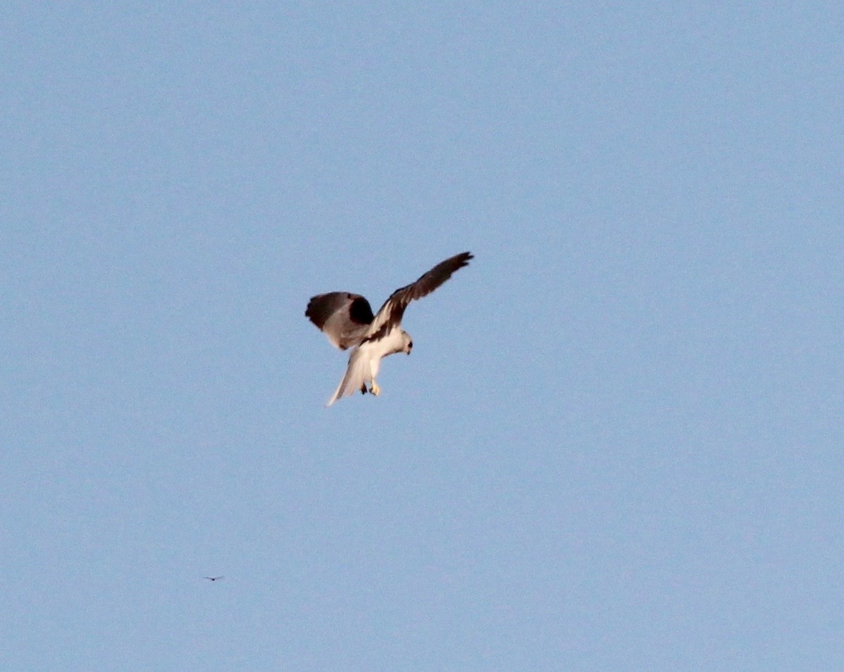 White-tailed Kite - ML40306811