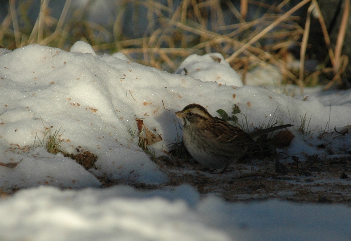 White-throated Sparrow - Douglas Tate