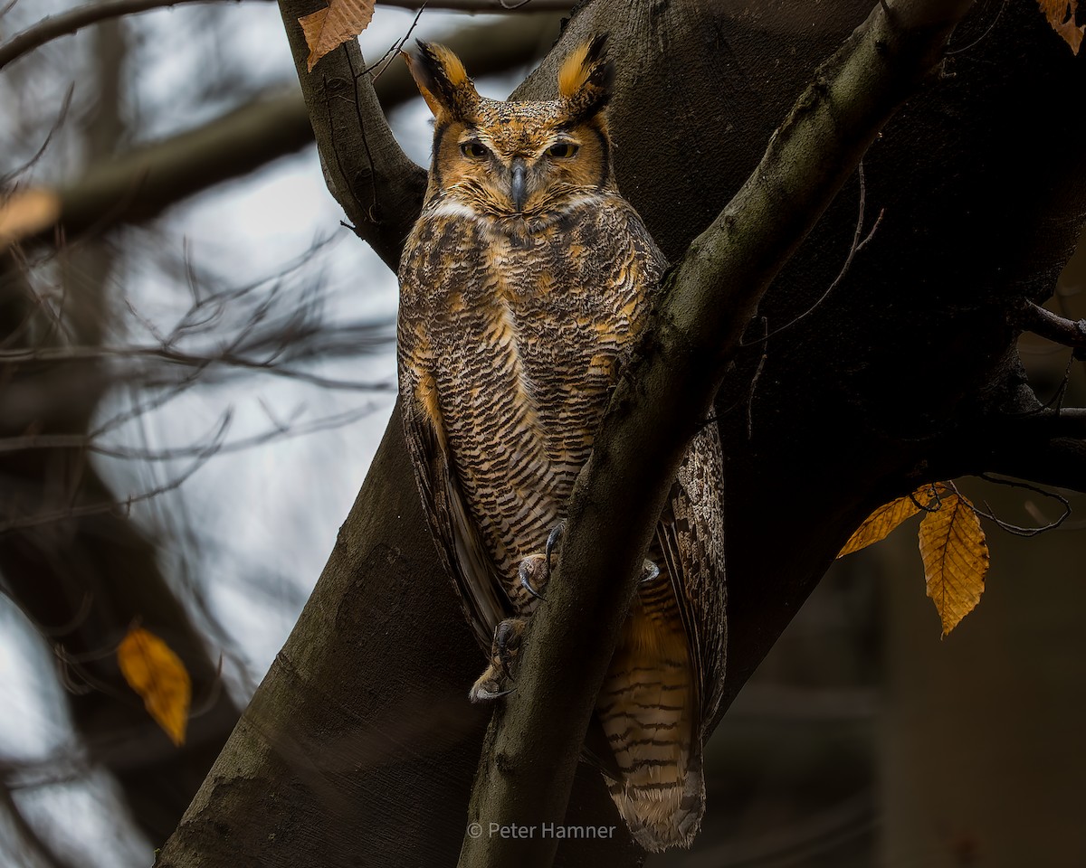 Great Horned Owl - ML403069531