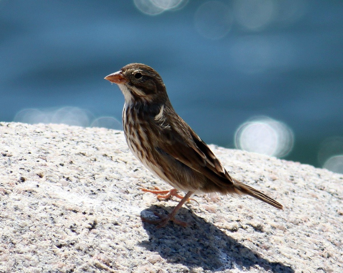 Savannah Sparrow (Large-billed) - Philip Kline