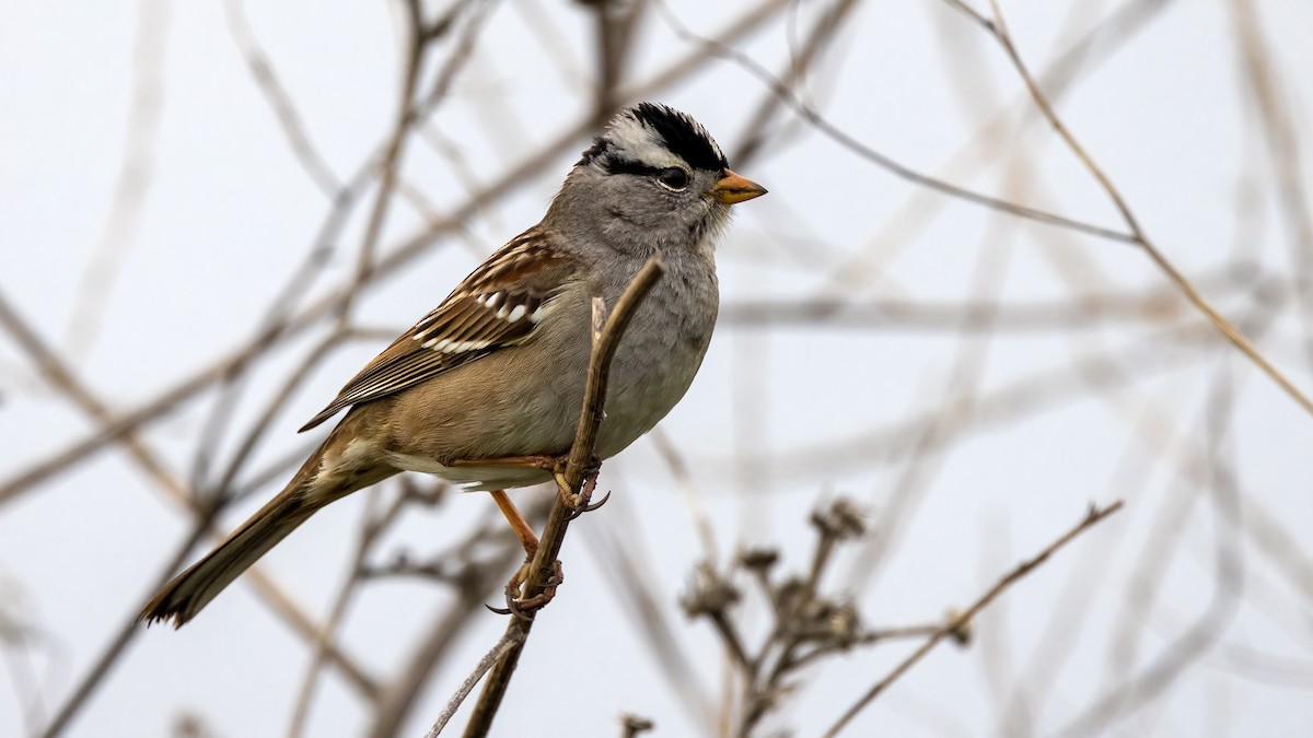 White-crowned Sparrow - ML403073071