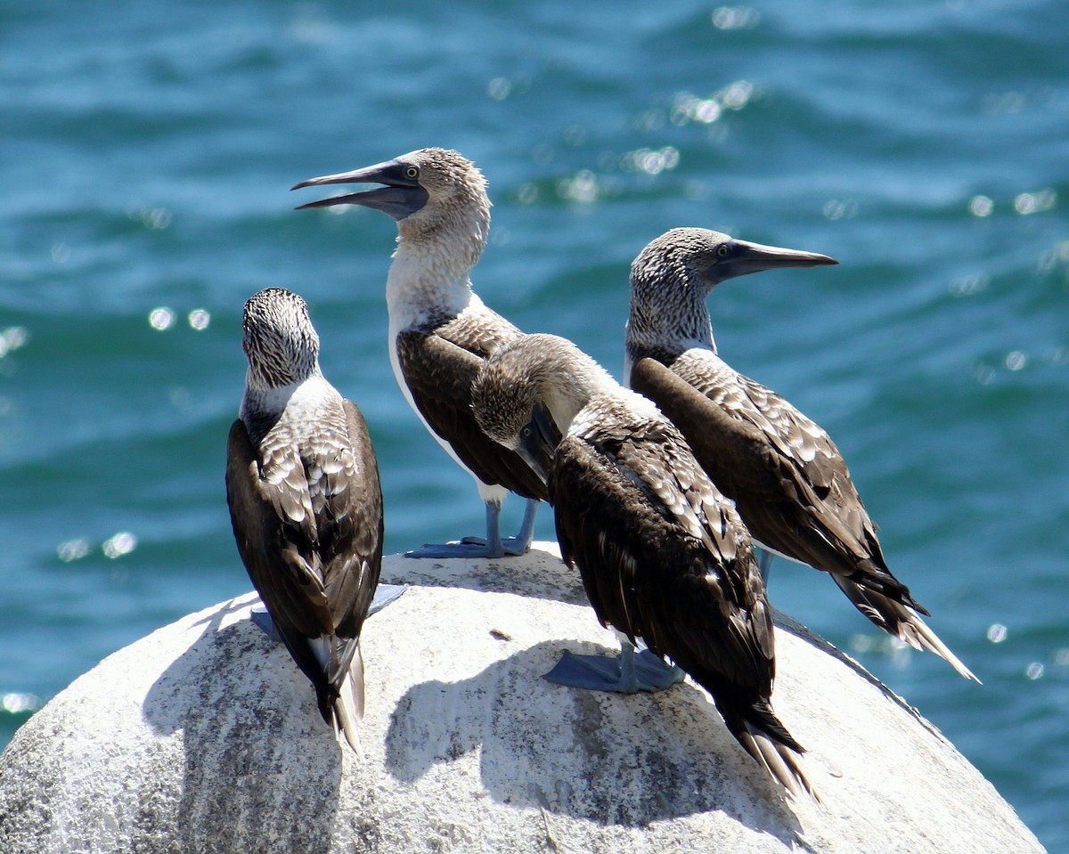 Blue-footed Booby - Philip Kline