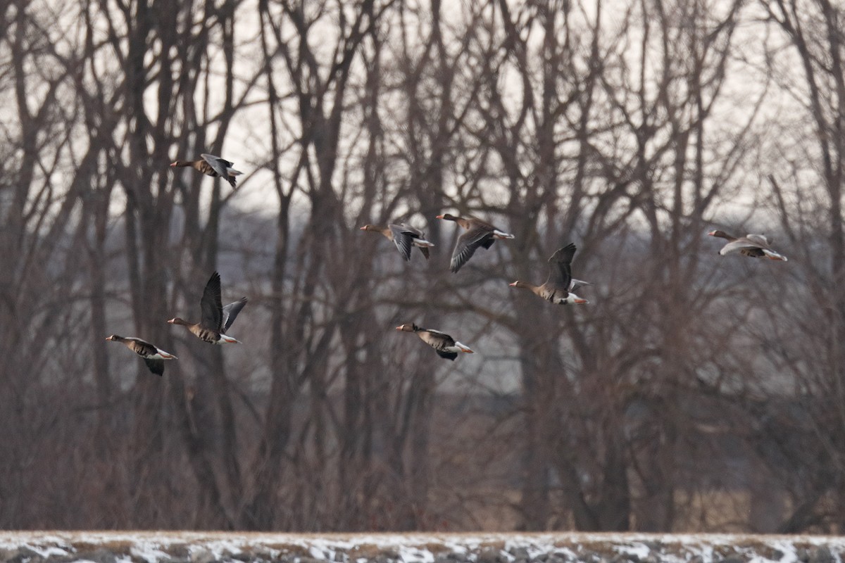 Greater White-fronted Goose - ML403073791