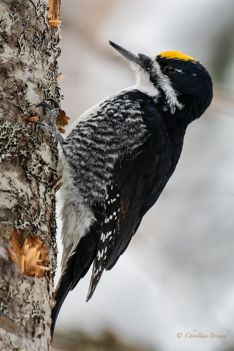 Black-backed Woodpecker - ML403073861
