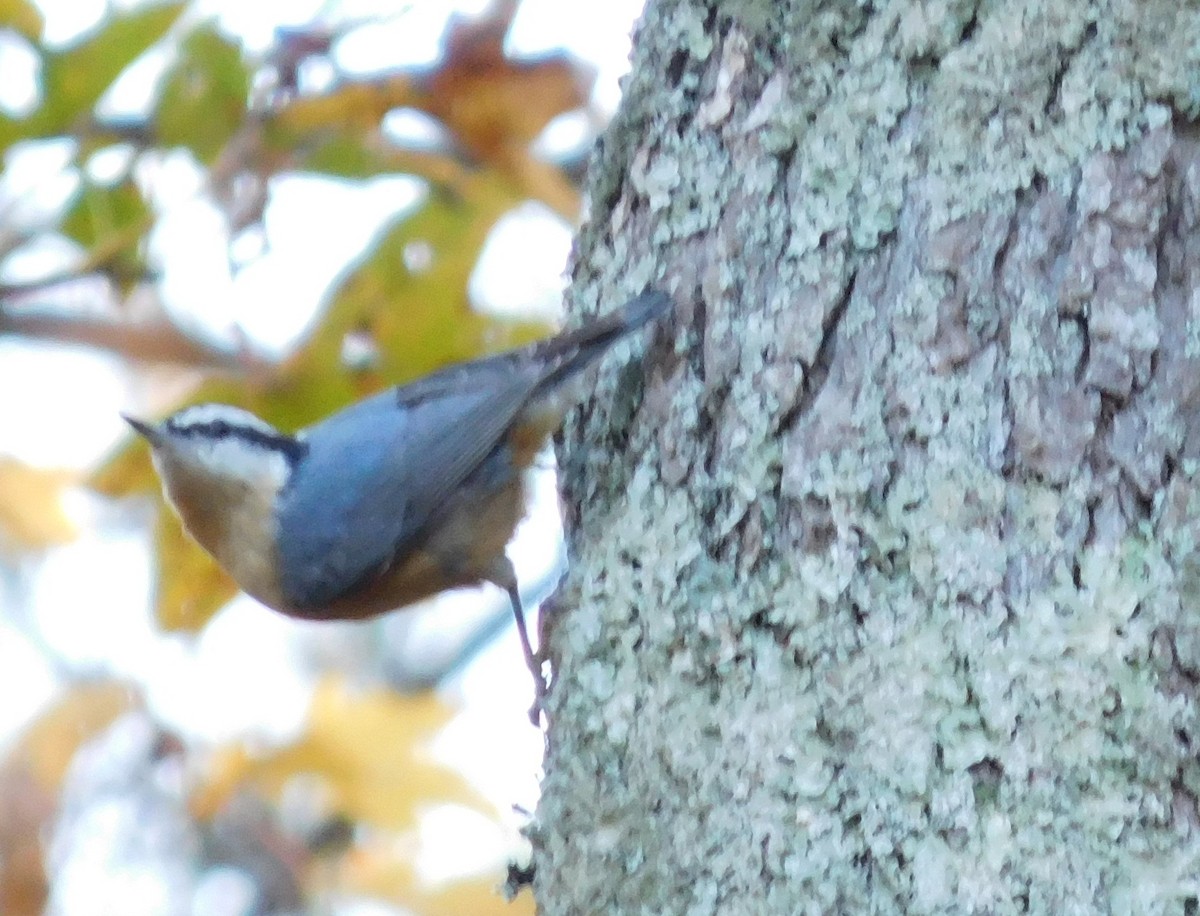 Red-breasted Nuthatch - ML40308931
