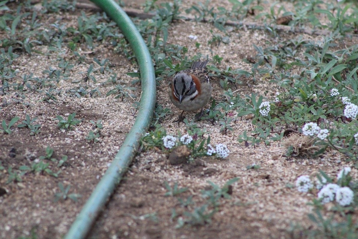 Rufous-collared Sparrow - José Ignacio Catalán Ruiz