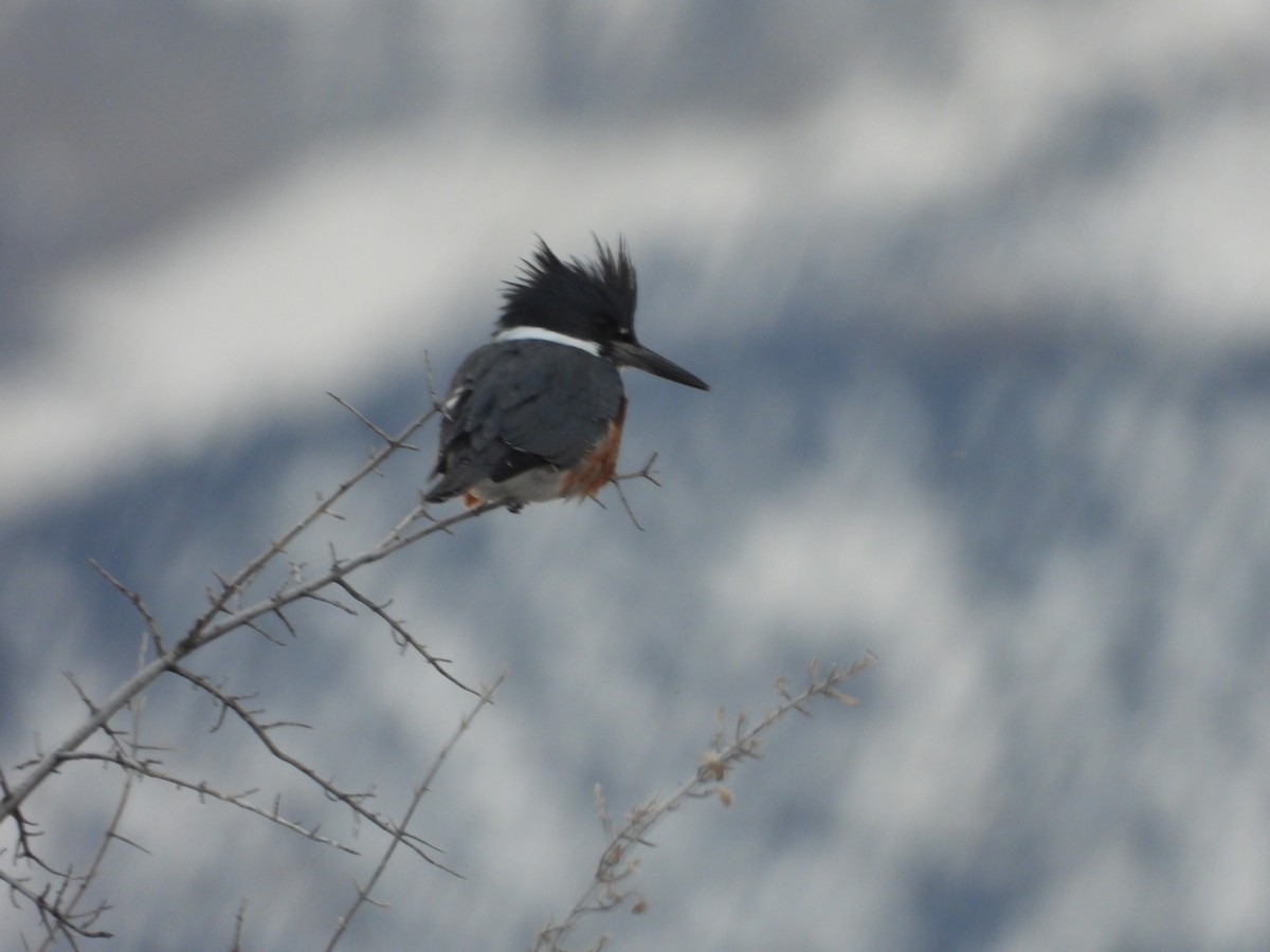 Belted Kingfisher - ML403098381