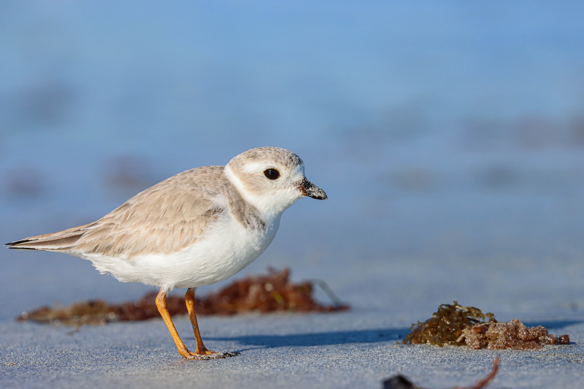 Piping Plover - Isoo O'Brien