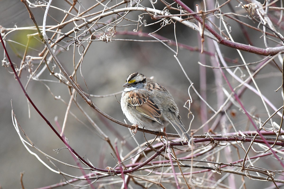 White-throated Sparrow - ML403104461