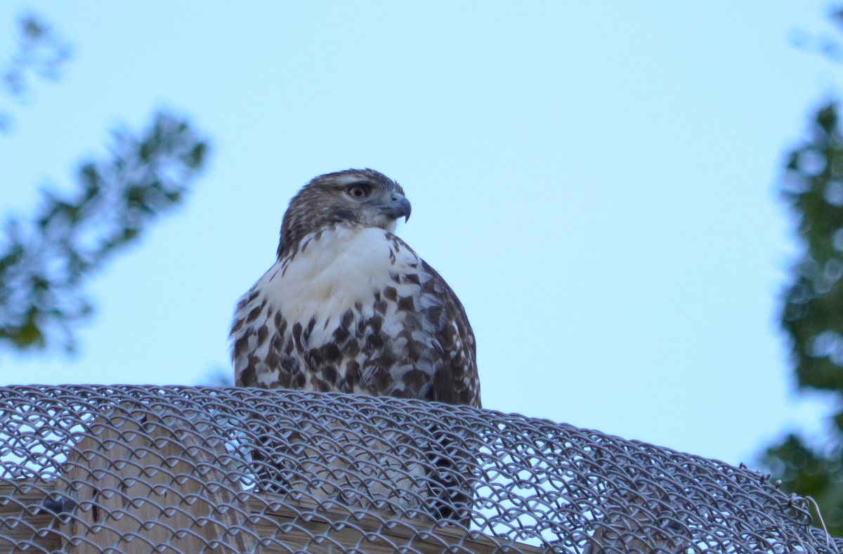 Red-tailed Hawk - Jeanne Tao
