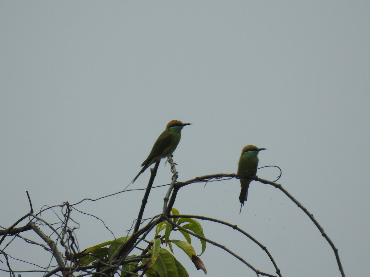 Asian Green Bee-eater - ML403114351