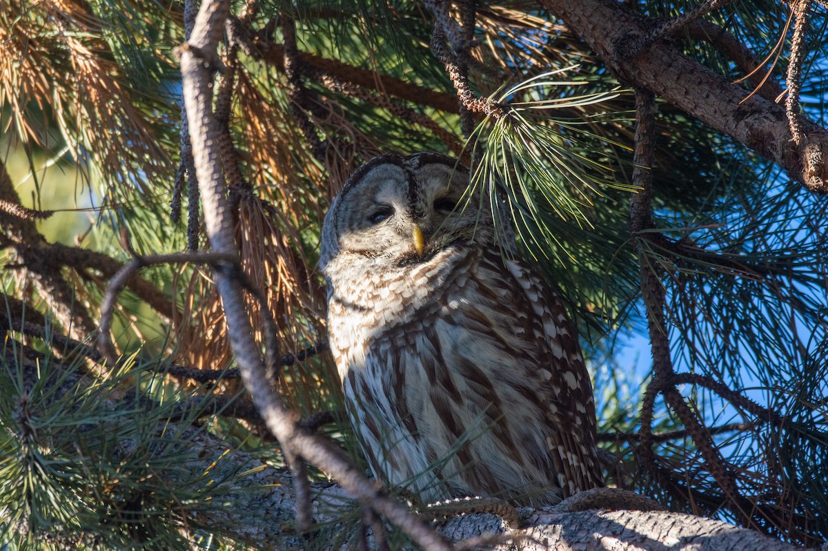 Barred Owl - ML403122441