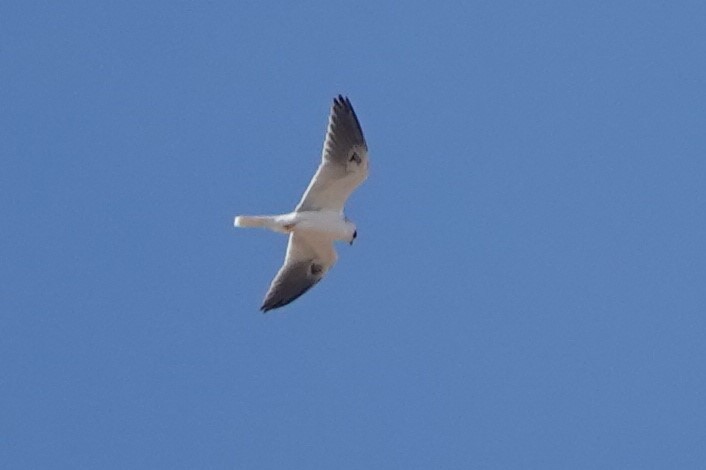 White-tailed Kite - ML403123221