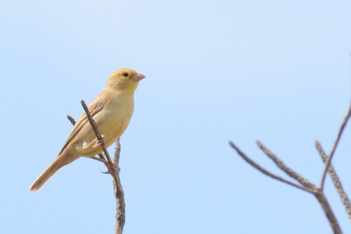 Sudan Golden Sparrow - ML403123681