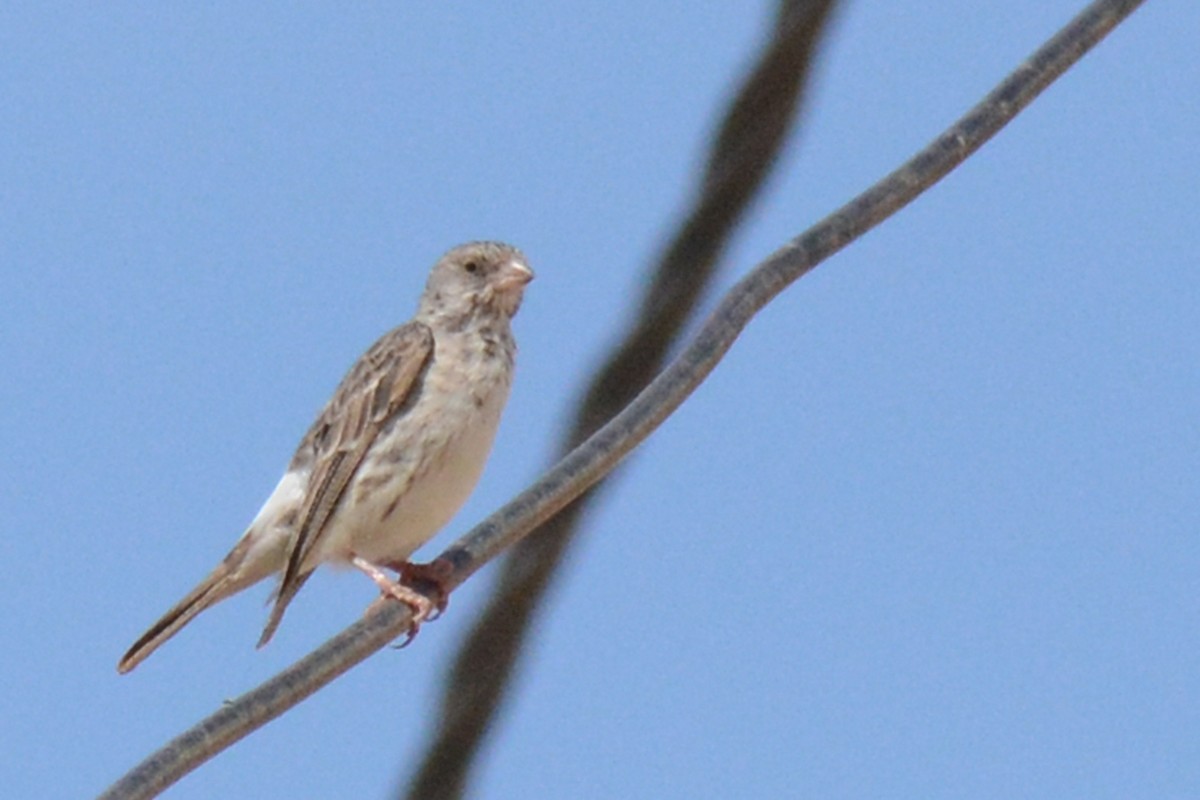 White-rumped Seedeater - ML403123991