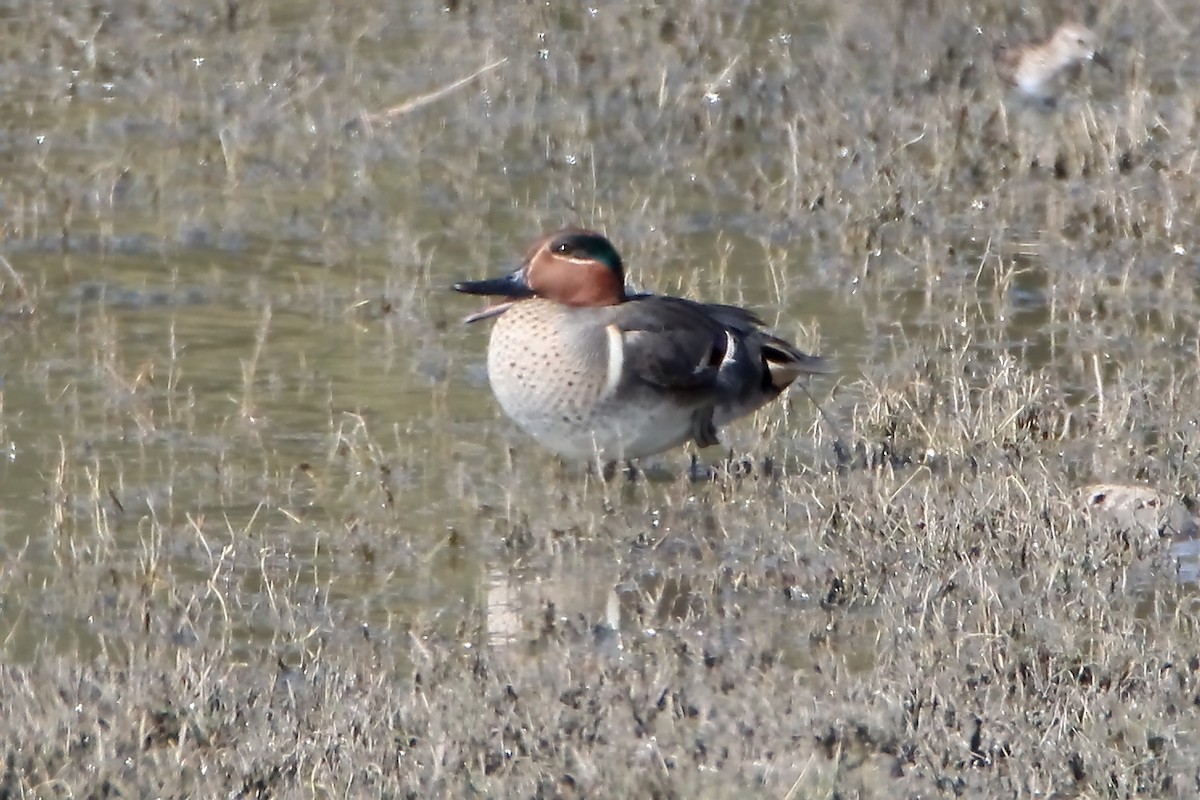 Green-winged Teal - ML403124631