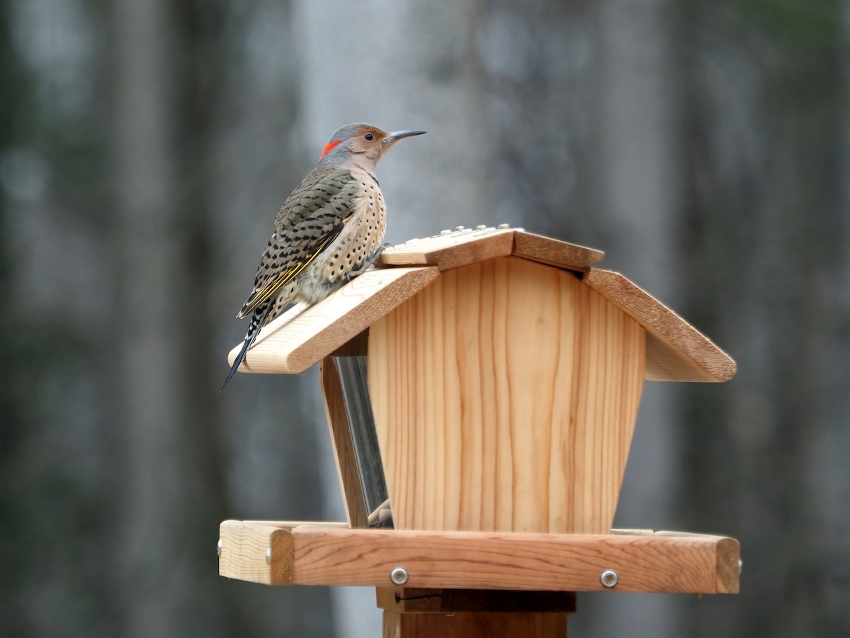 Northern Flicker (Yellow-shafted) - ML403129011