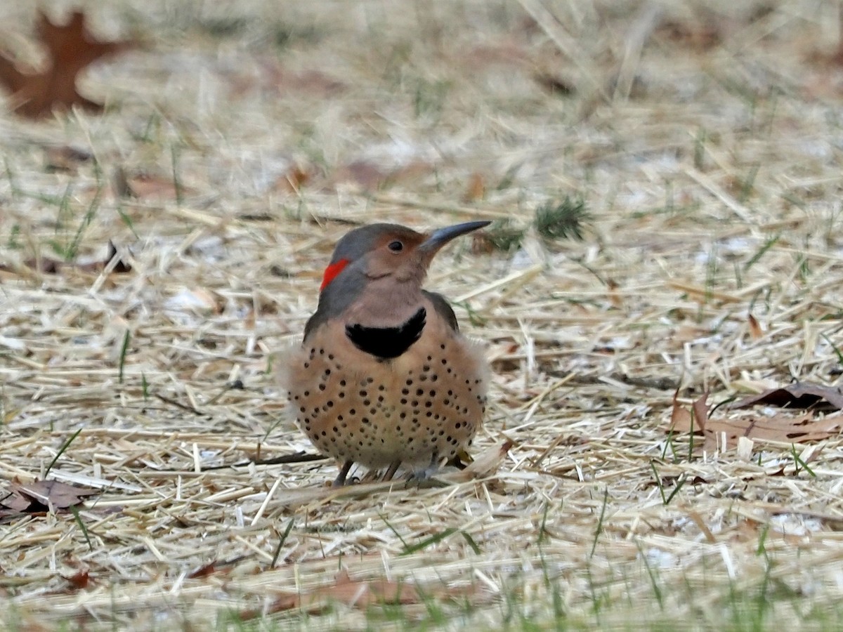 Northern Flicker (Yellow-shafted) - ML403129031