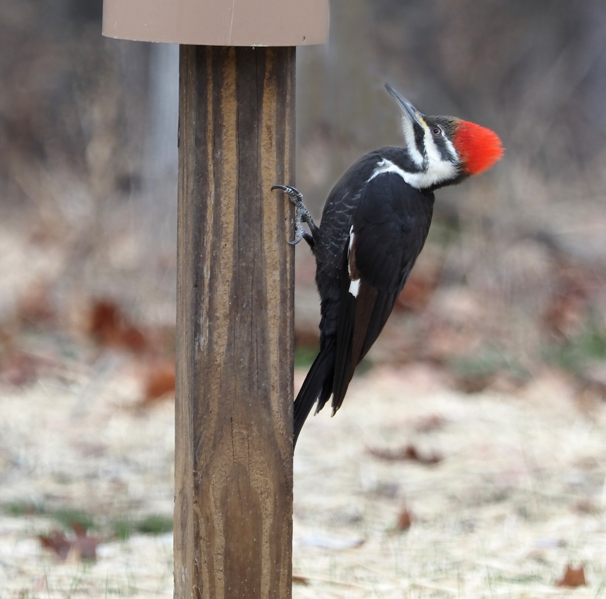 Pileated Woodpecker - ML403129321