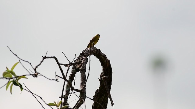 Stripe-tailed Yellow-Finch - ML403131741