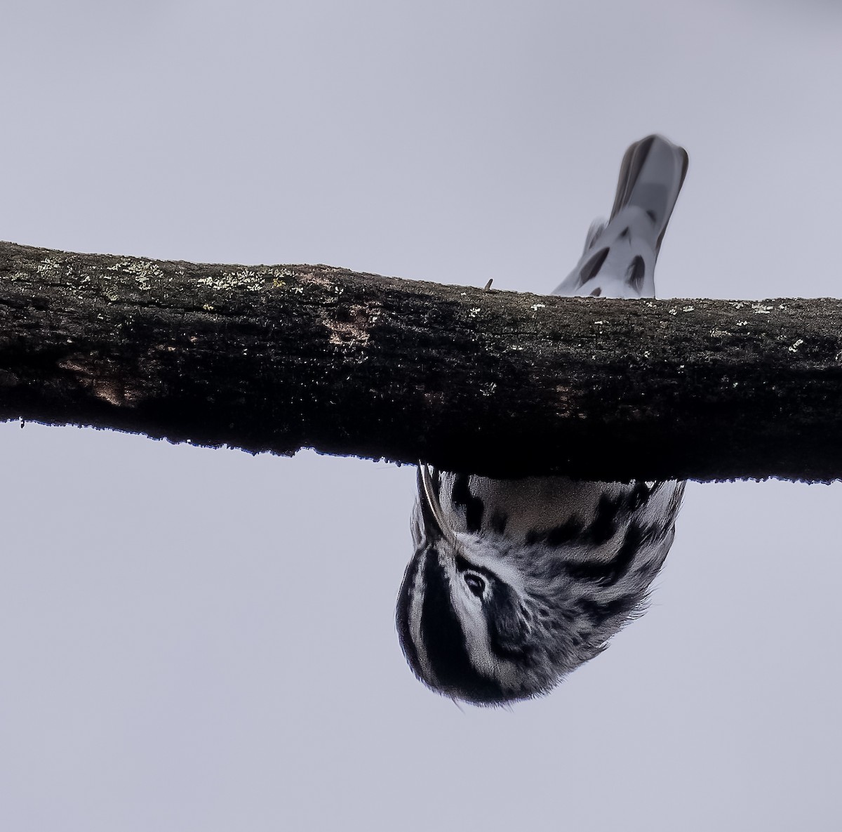 Black-and-white Warbler - ML403135701