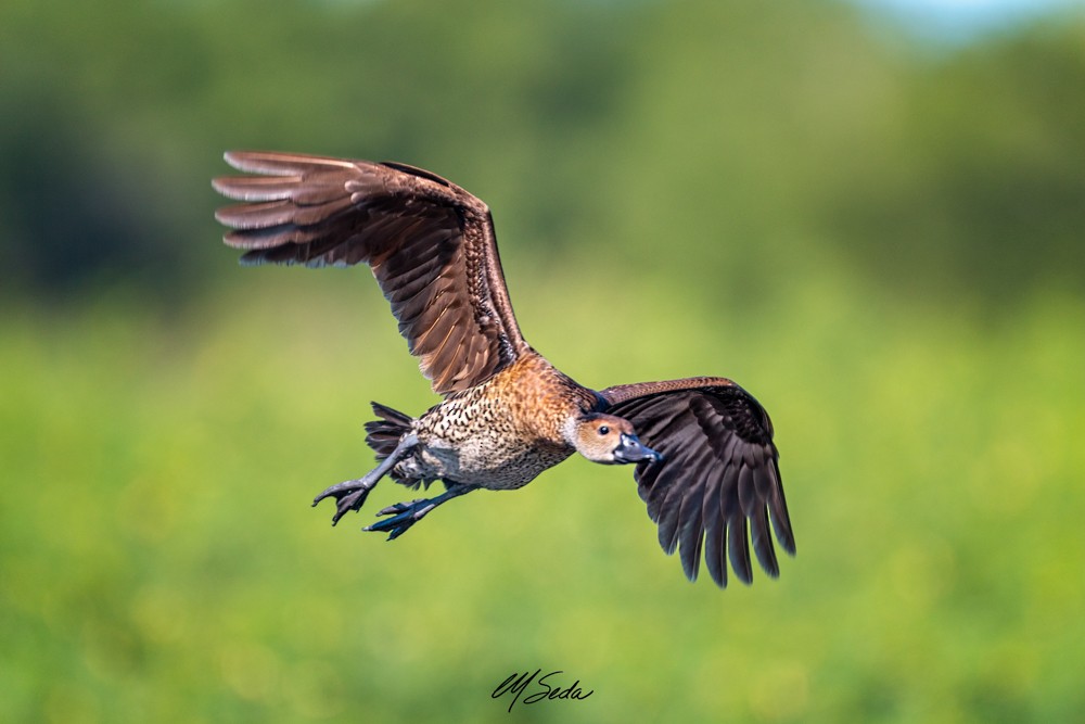 West Indian Whistling-Duck - ML403138141