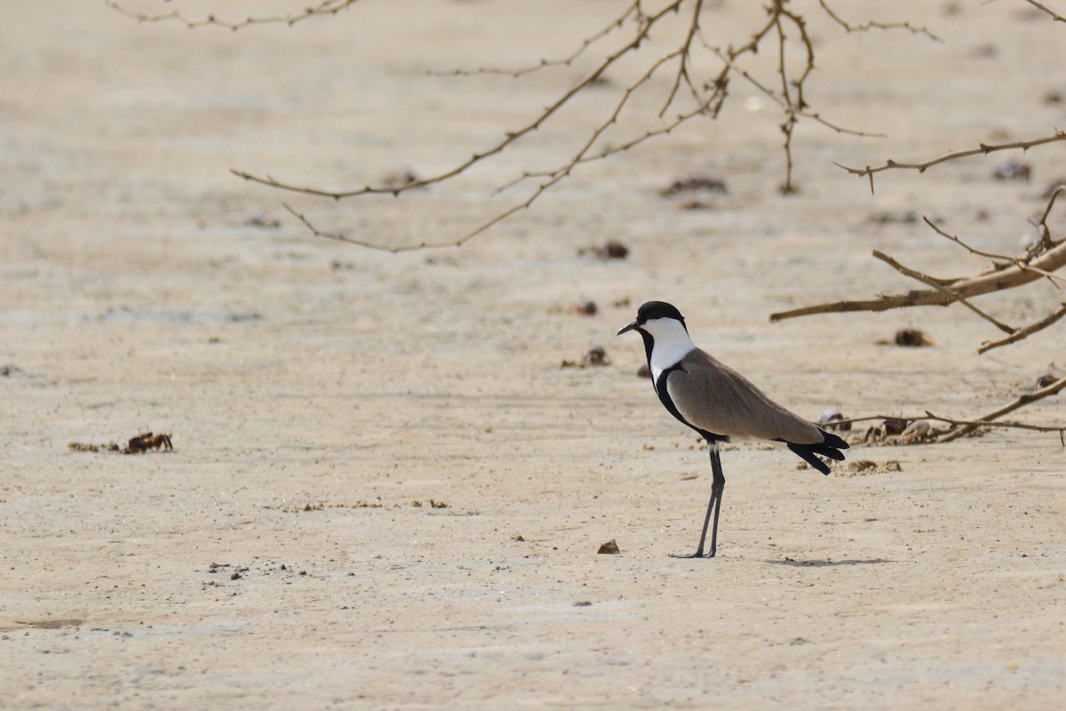 Spur-winged Lapwing - ML403159471