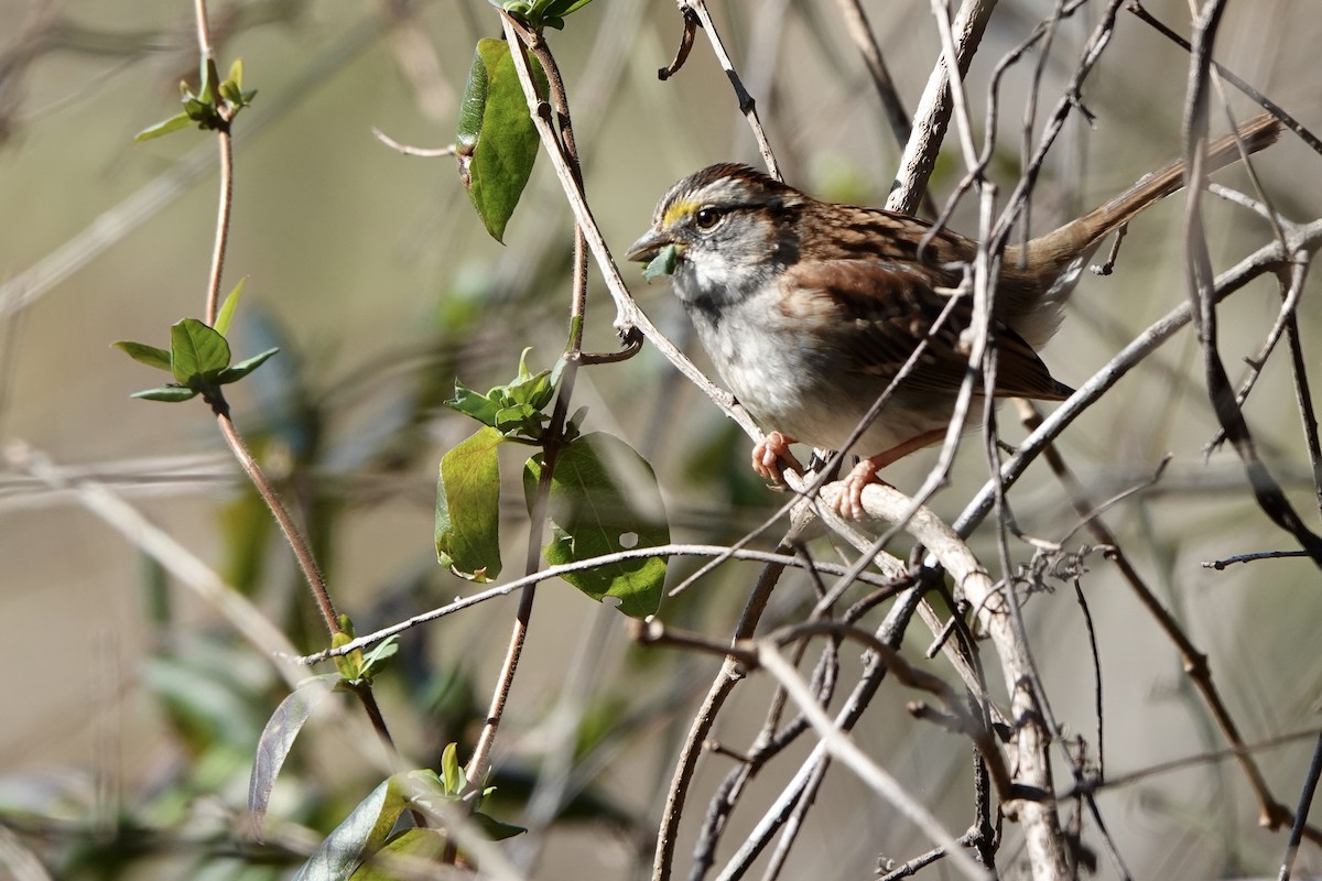 White-throated Sparrow - ML403162031