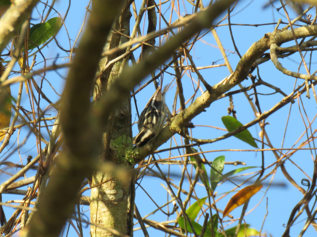 Black-and-white Warbler - ML403165611