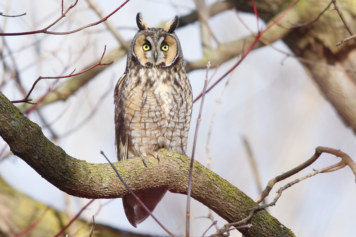 Long-eared Owl - Owen Strickland