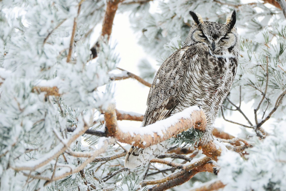 Great Horned Owl - ML403189511