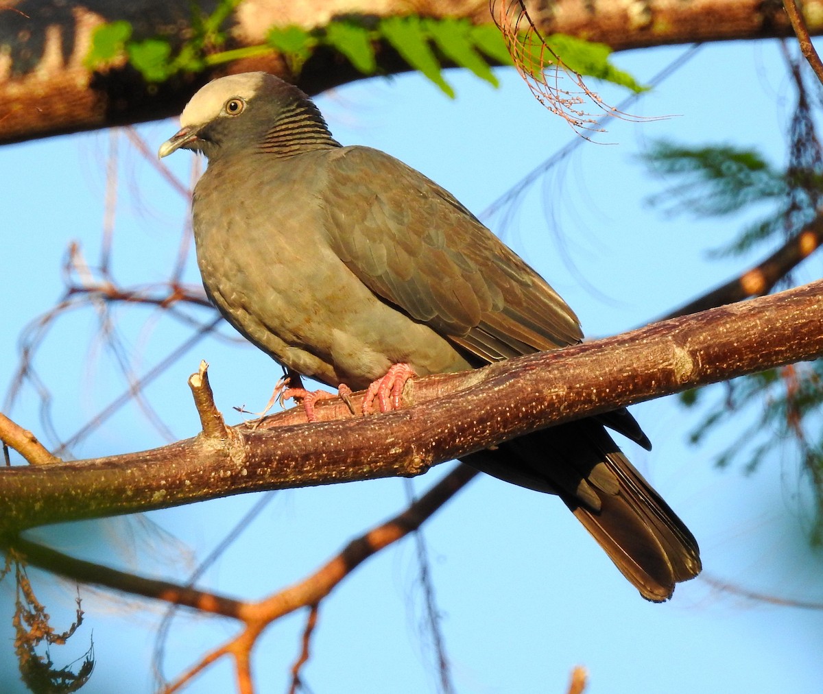 White-crowned Pigeon - ML40319501