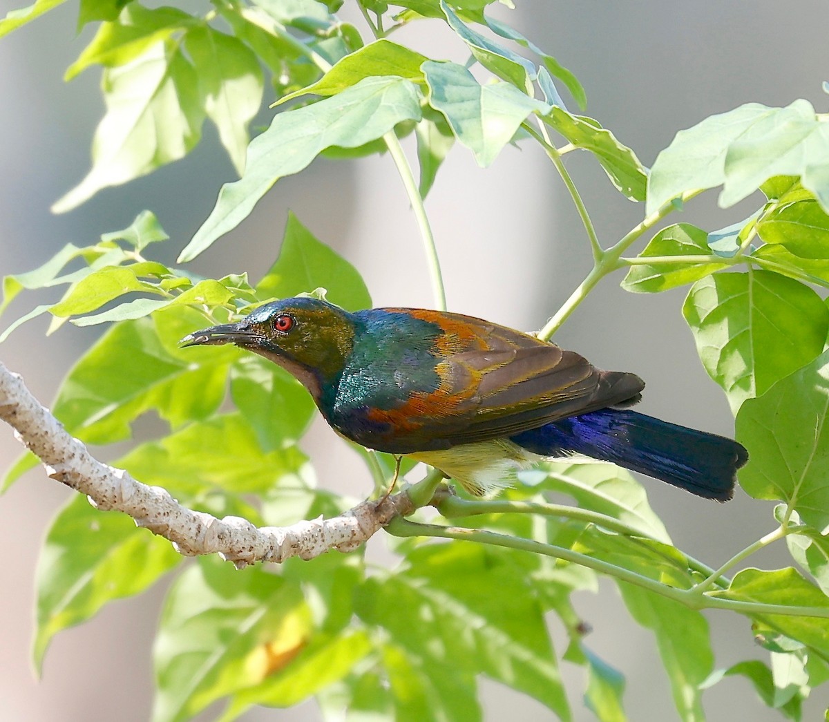 Brown-throated Sunbird - Mark  Hogarth