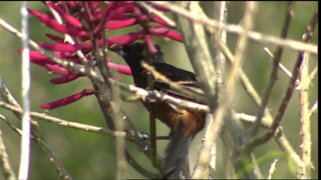 Orchard Oriole - ML403202