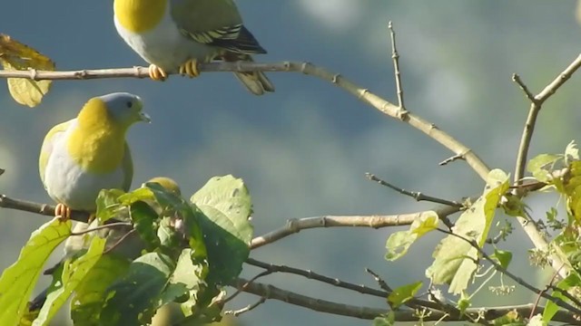 Yellow-footed Green-Pigeon - ML403214151