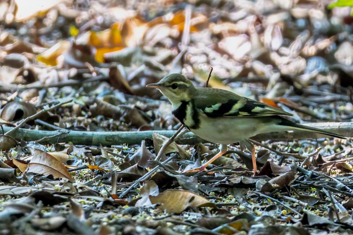Forest Wagtail - ML403214511