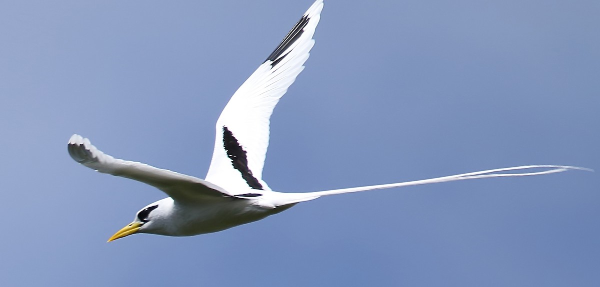 White-tailed Tropicbird (Indian Ocean) - ML403217951