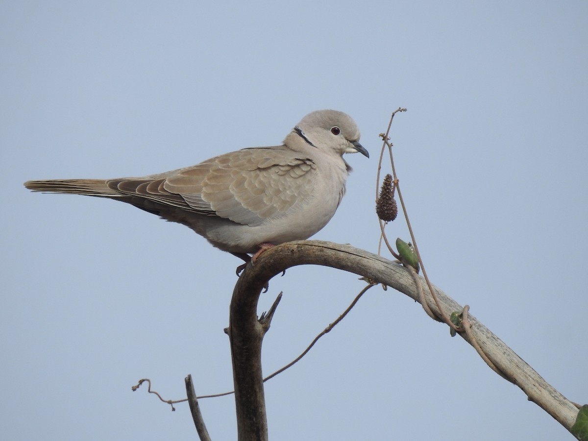 Eurasian Collared-Dove - ML403218201