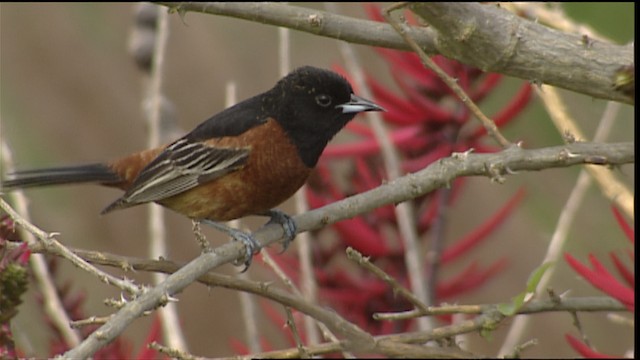 Orchard Oriole - ML403220